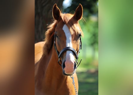 Deutsches Reitpony, Wallach, 2 Jahre, 142 cm, Fuchs