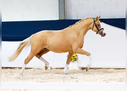 Deutsches Reitpony, Wallach, 2 Jahre, 144 cm, Fuchs