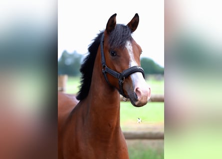 Deutsches Reitpony, Wallach, 2 Jahre, 145 cm, Brauner