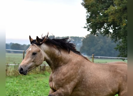 Deutsches Reitpony, Wallach, 2 Jahre, 145 cm, Buckskin