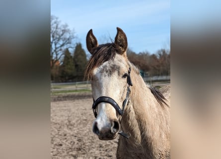 Deutsches Reitpony, Wallach, 2 Jahre, 145 cm, Buckskin