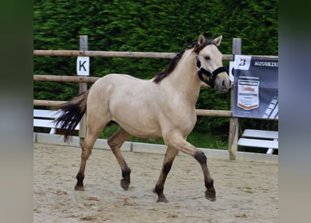 Deutsches Reitpony, Wallach, 2 Jahre, 146 cm, Falbe