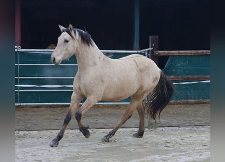 Deutsches Reitpony, Wallach, 2 Jahre, 146 cm, Falbe