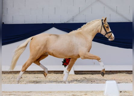 Deutsches Reitpony, Wallach, 2 Jahre, 146 cm, Palomino