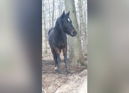 Deutsches Reitpony, Wallach, 2 Jahre, 147 cm, Schwarzbrauner