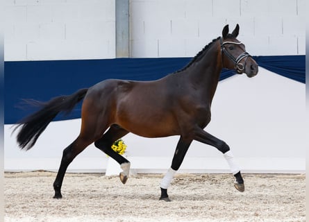 Deutsches Reitpony, Wallach, 2 Jahre, 148 cm, Dunkelbrauner