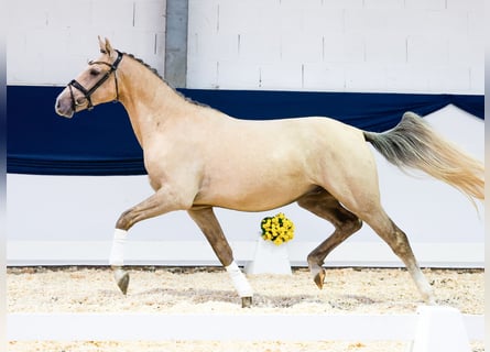 Deutsches Reitpony, Wallach, 2 Jahre, 150 cm, Palomino