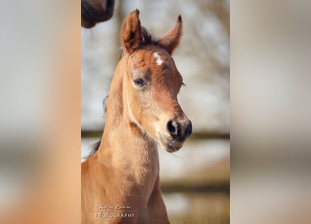 Deutsches Reitpony, Wallach, 2 Jahre, Brauner