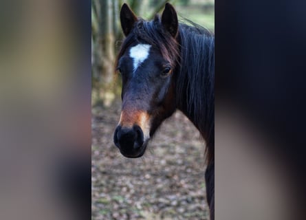 Deutsches Reitpony, Wallach, 2 Jahre, Dunkelbrauner