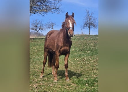 Deutsches Reitpony, Wallach, 2 Jahre, Fuchs