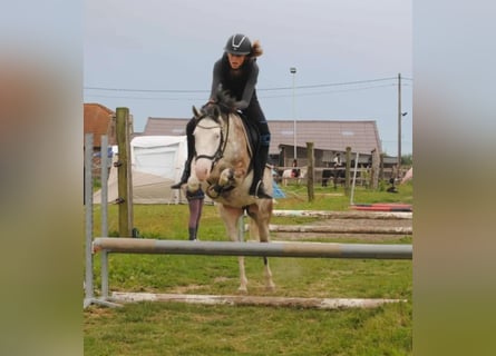 Deutsches Reitpony Mix, Wallach, 3 Jahre, 135 cm, Cremello