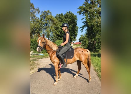Deutsches Reitpony, Wallach, 3 Jahre, 140 cm, Fuchs