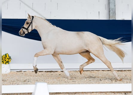 Deutsches Reitpony, Wallach, 3 Jahre, 140 cm, Palomino