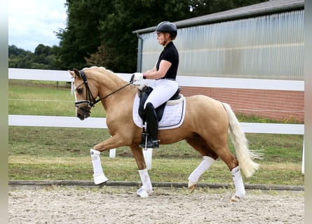 Deutsches Reitpony, Wallach, 3 Jahre, 140 cm, Palomino