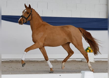 Deutsches Reitpony, Wallach, 3 Jahre, 141 cm, Fuchs