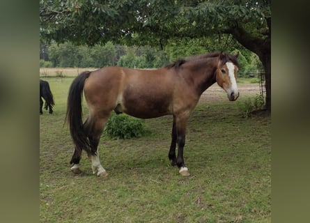 Deutsches Reitpony, Wallach, 3 Jahre, 142 cm, Brauner