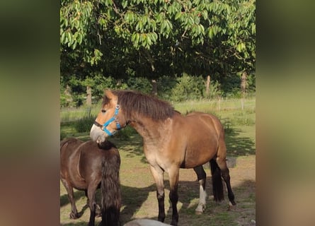 Deutsches Reitpony, Wallach, 3 Jahre, 142 cm, Brauner