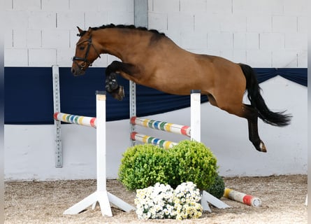 Deutsches Reitpony, Wallach, 3 Jahre, 142 cm, Falbe