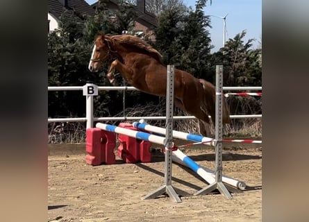 Deutsches Reitpony, Wallach, 3 Jahre, 142 cm, Fuchs