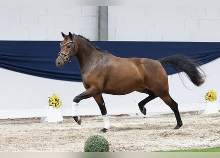 Deutsches Reitpony, Wallach, 3 Jahre, 144 cm, Brauner
