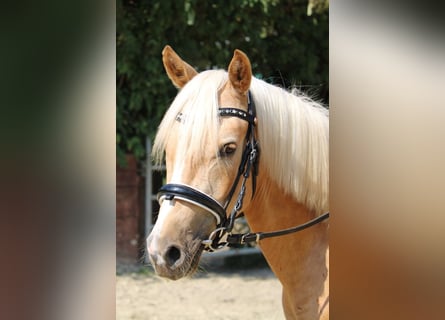 Deutsches Reitpony, Wallach, 3 Jahre, 144 cm, Palomino