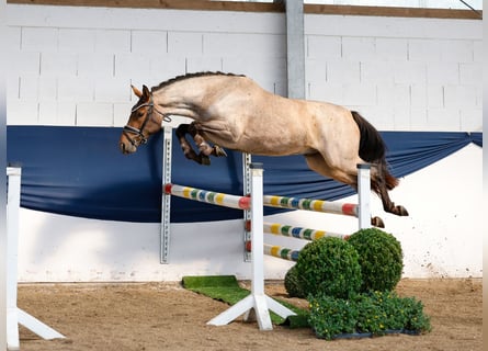 Deutsches Reitpony, Wallach, 3 Jahre, 144 cm, Rotschimmel