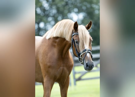 Deutsches Reitpony, Wallach, 3 Jahre, 145 cm, Fuchs