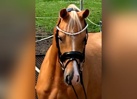 Deutsches Reitpony, Wallach, 3 Jahre, 145 cm, Palomino