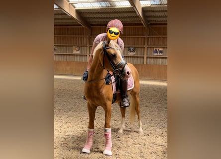 Deutsches Reitpony, Wallach, 3 Jahre, 145 cm, Palomino