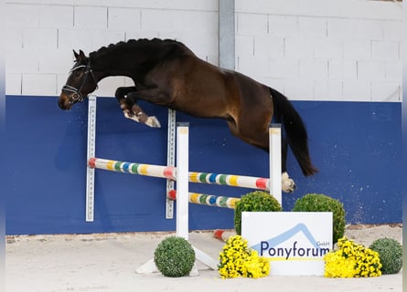 Deutsches Reitpony, Wallach, 3 Jahre, 146 cm, Brauner
