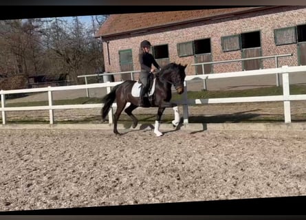 Deutsches Reitpony, Wallach, 3 Jahre, 146 cm, Brauner