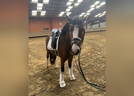 Deutsches Reitpony, Wallach, 3 Jahre, 146 cm, Brauner