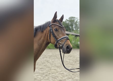 Deutsches Reitpony, Wallach, 3 Jahre, 146 cm, Buckskin