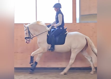 Deutsches Reitpony, Wallach, 3 Jahre, 146 cm, Cremello