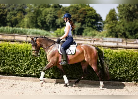 Deutsches Reitpony, Wallach, 3 Jahre, 146 cm, Dunkelbrauner