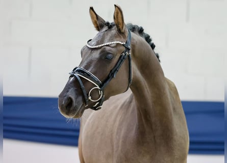Deutsches Reitpony, Wallach, 3 Jahre, 146 cm, Falbe