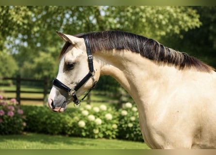 Deutsches Reitpony, Wallach, 3 Jahre, 146 cm, Falbe