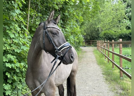 Deutsches Reitpony, Wallach, 3 Jahre, 146 cm, Falbe