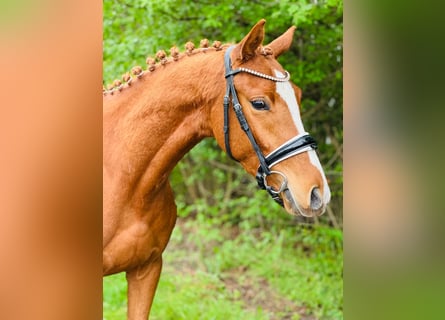 Deutsches Reitpony, Wallach, 3 Jahre, 146 cm, Fuchs