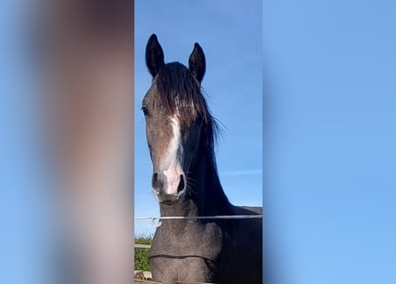 Deutsches Reitpony, Wallach, 3 Jahre, 146 cm, Kann Schimmel werden