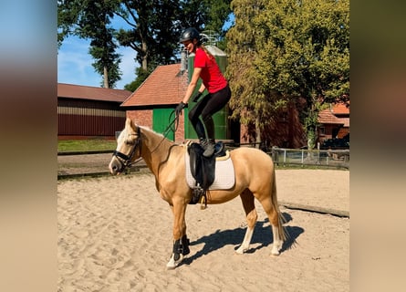 Deutsches Reitpony, Wallach, 3 Jahre, 146 cm, Palomino