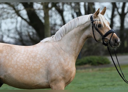 Deutsches Reitpony, Wallach, 3 Jahre, 146 cm, Palomino
