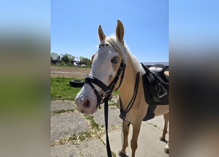 Deutsches Reitpony Mix, Wallach, 3 Jahre, 146 cm, Palomino