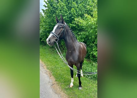Deutsches Reitpony, Wallach, 3 Jahre, 146 cm, Rappe