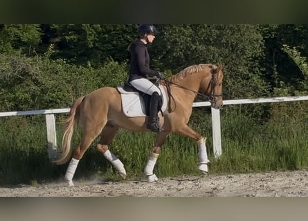 Deutsches Reitpony, Wallach, 3 Jahre, 146 cm, Red Dun