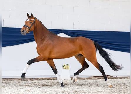 Deutsches Reitpony, Wallach, 3 Jahre, 147 cm, Brauner
