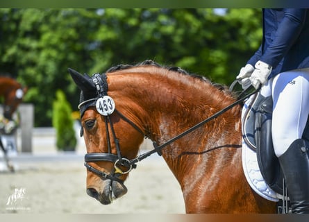 Deutsches Reitpony, Wallach, 3 Jahre, 147 cm, Brauner