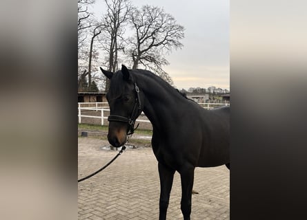 Deutsches Reitpony, Wallach, 3 Jahre, 147 cm, Brauner