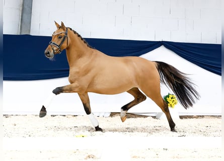 Deutsches Reitpony, Wallach, 3 Jahre, 147 cm, Falbe