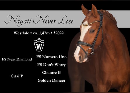 Deutsches Reitpony, Wallach, 3 Jahre, 147 cm, Fuchs